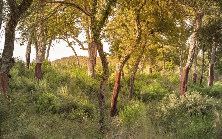 Korkeichenwälder auf Sardinien 