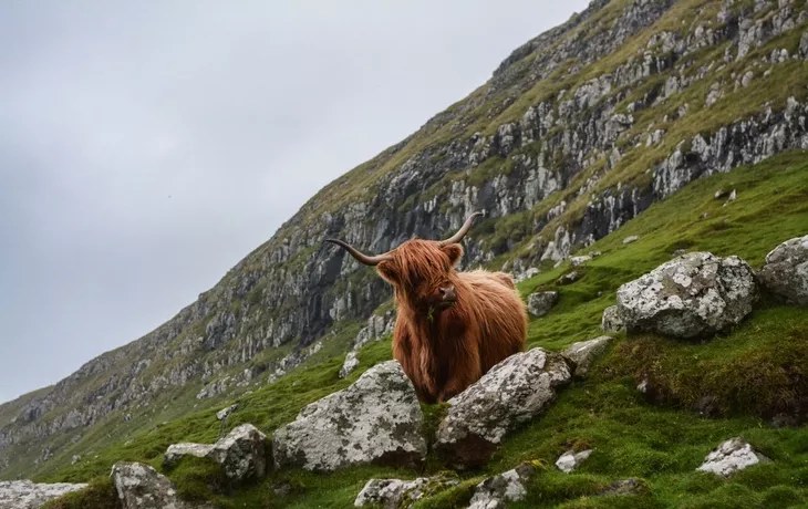 schottische Highlandrinder