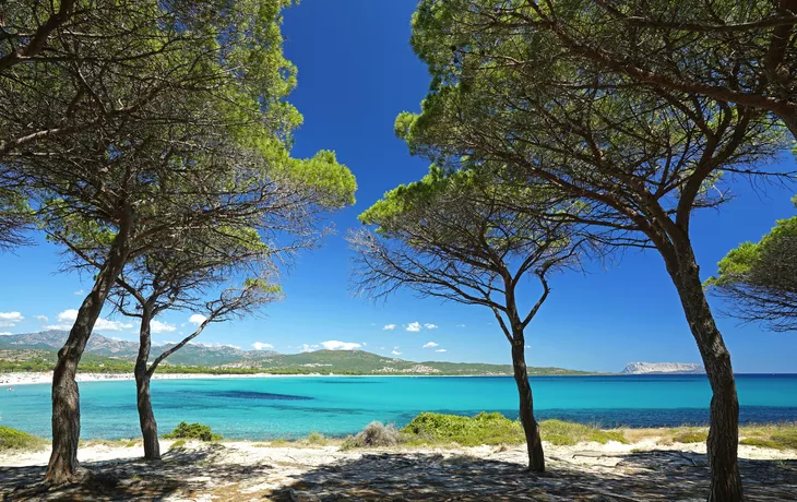 Pinien am Meer von Sardinien