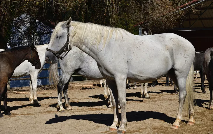 Lipizzanergestüt Piber