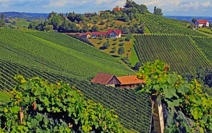 Südsteirische Weinberge