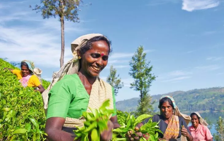 Teepflückerinnen in Sri Lanka