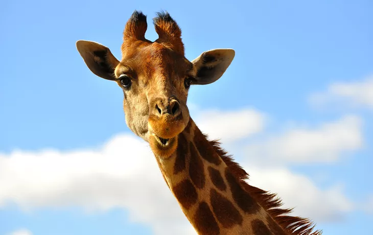 Giraffe