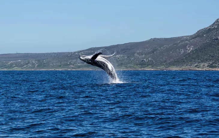 Whale Watching am Cape Point (False Bay) in Kapstadt, Südafrika 