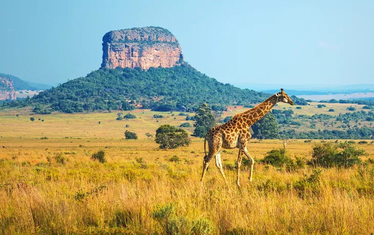 Giraffe im Kruger National Park in der Provinz Limpopo, Südafrika