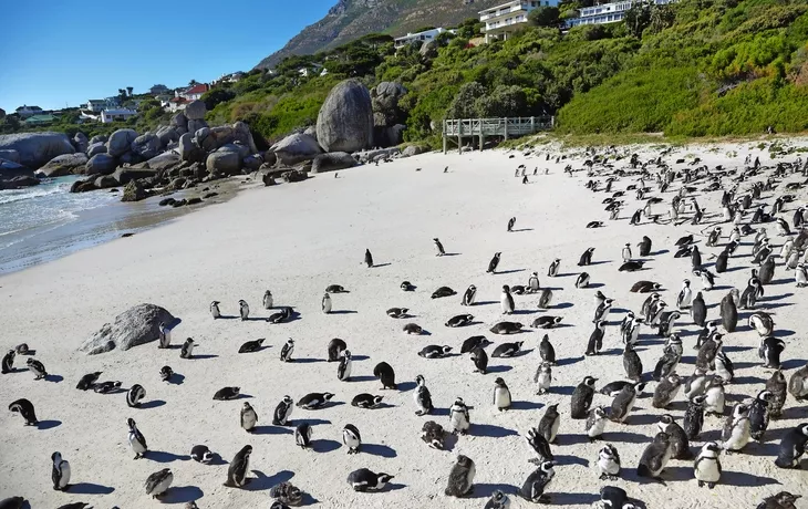 Afrikanische Pinguine in Boulders Beach