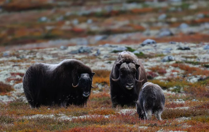 Moschusochsen im Herbst in Dovrefjell-Sunndalsfjella-Nationalpark, Norwegen