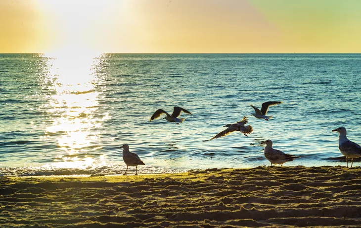 Möwen am Meer