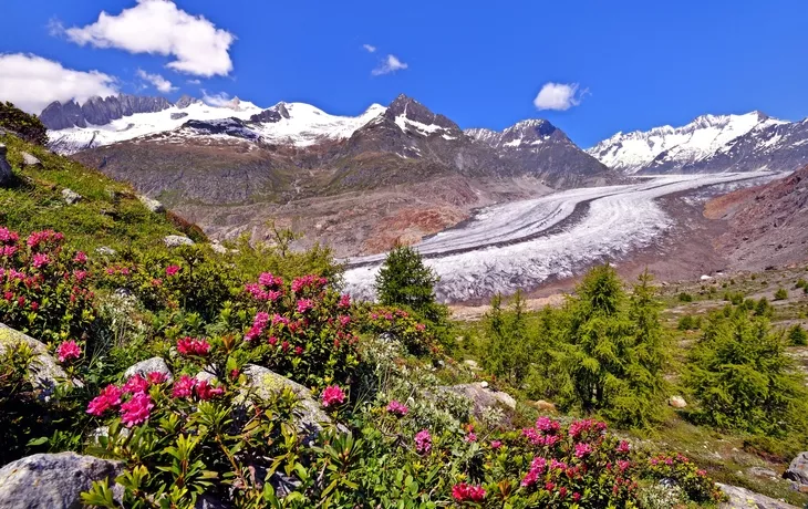 Grosser Aletschgletscher mit Alpenrosen