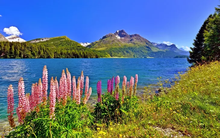 Lupinen am Silsersee im Engadin