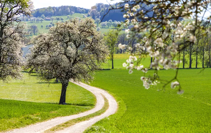 Mostbaumblüte im Mostviertel im Frühling