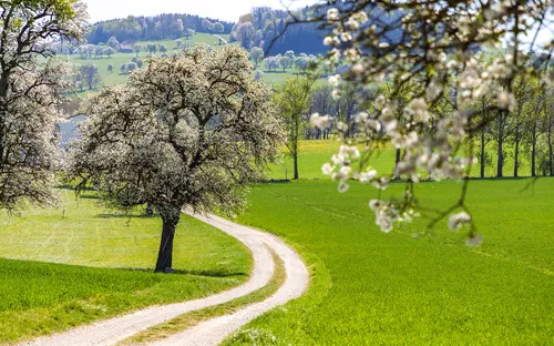 Mostbaumblüte im Mostviertel im Frühling