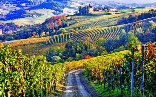 Weinberge und Schlösser von Piemonte im Herbst