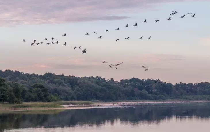 Kraniche im Anflug