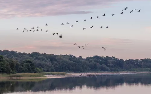 Kraniche im Anflug