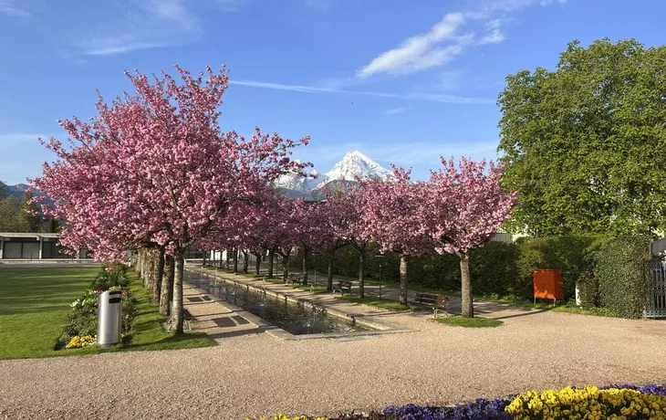 Berchtesgaden, Kirschblüte im Kurgarten