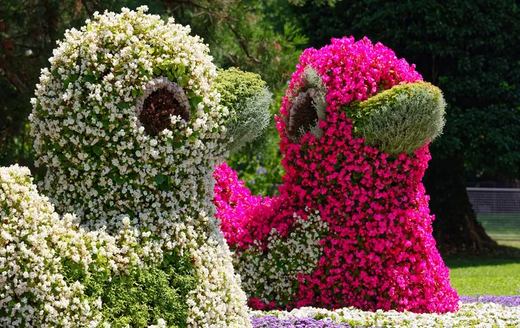 bunte Blumenenten im Schlosspark auf der Insel Mainau