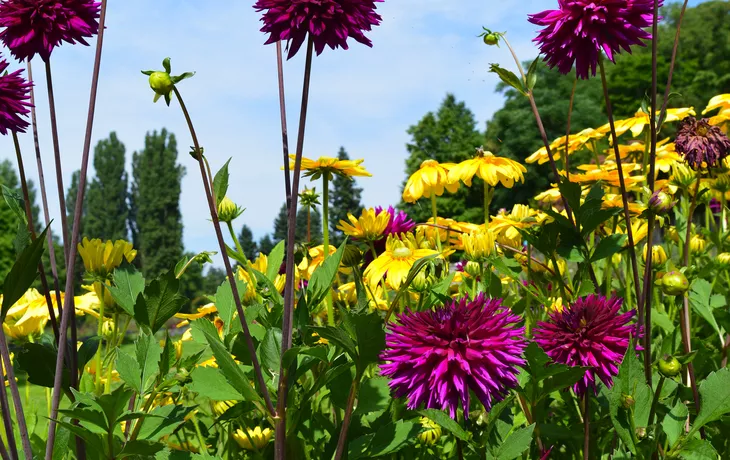 Gartendahlie im Schlosspark Mainau