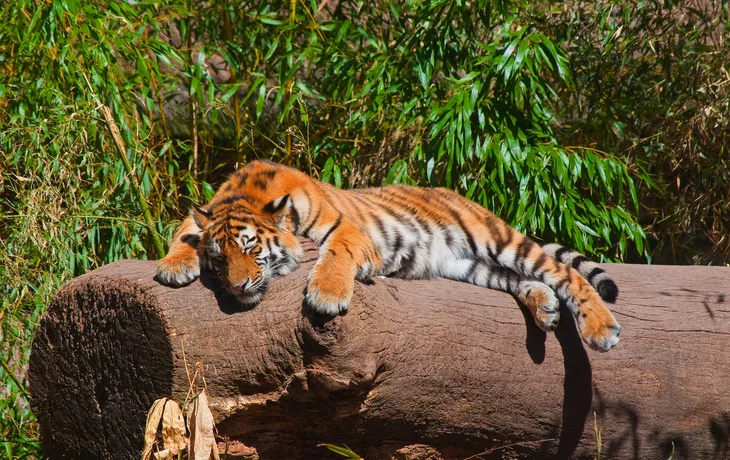 Tiger im Tiergarten Nürnberg