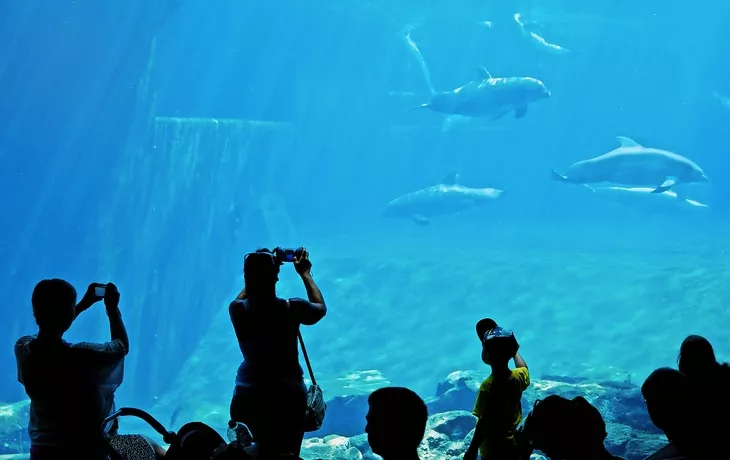 Delphine im Aquarium Nürnberg