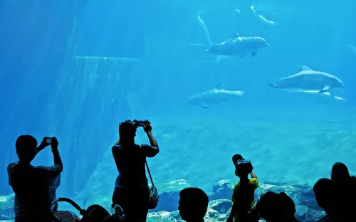 Delphine im Aquarium Nürnberg