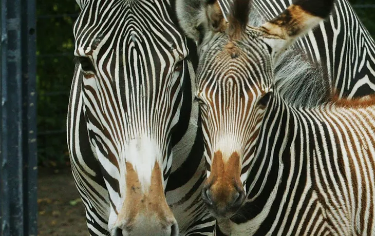 Grevyzebras