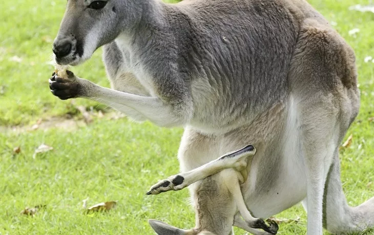 Känguru mit Jungtier