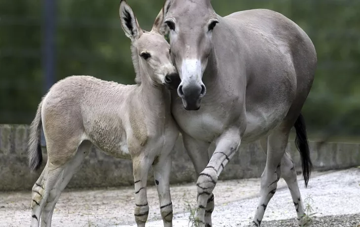 Somali-Wildesel