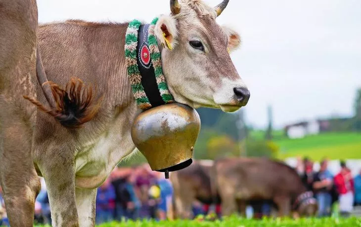 Almabtrieb Kühe im Allgäu