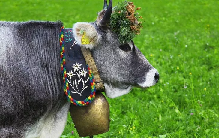 Almabtrieb im Stubaital