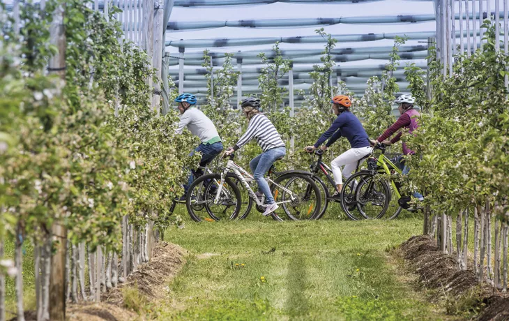 Obstplantagen Bodensee