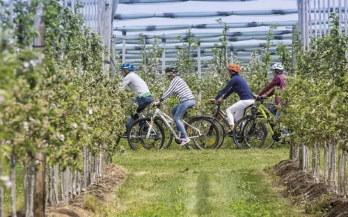 Obstplantagen Bodensee