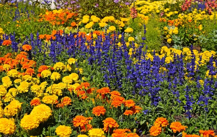 Chrysanthema in Lahr