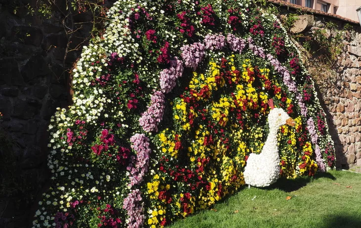 Kreisstadt Lahr im Schwarzwald - Chrysanthema