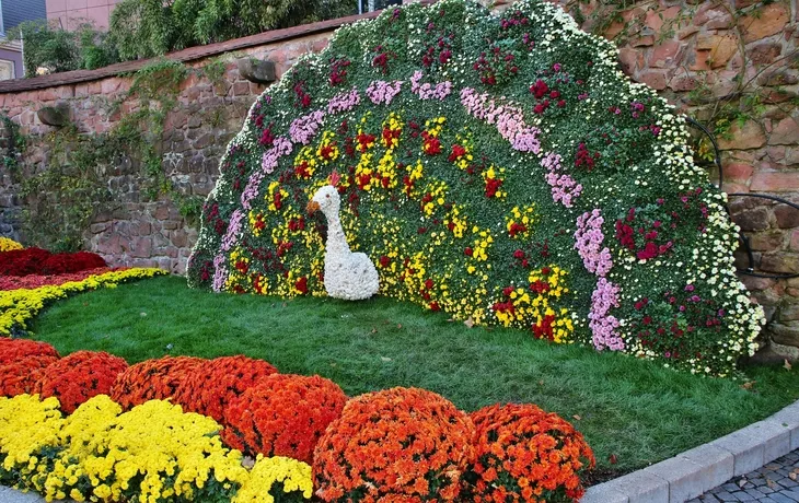 Chrysanthemenpfau in Lahr